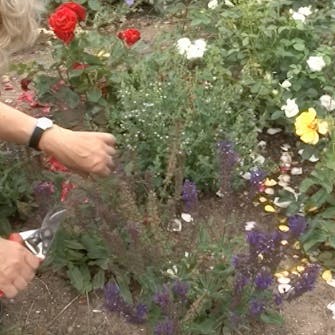 visne roser visne roser